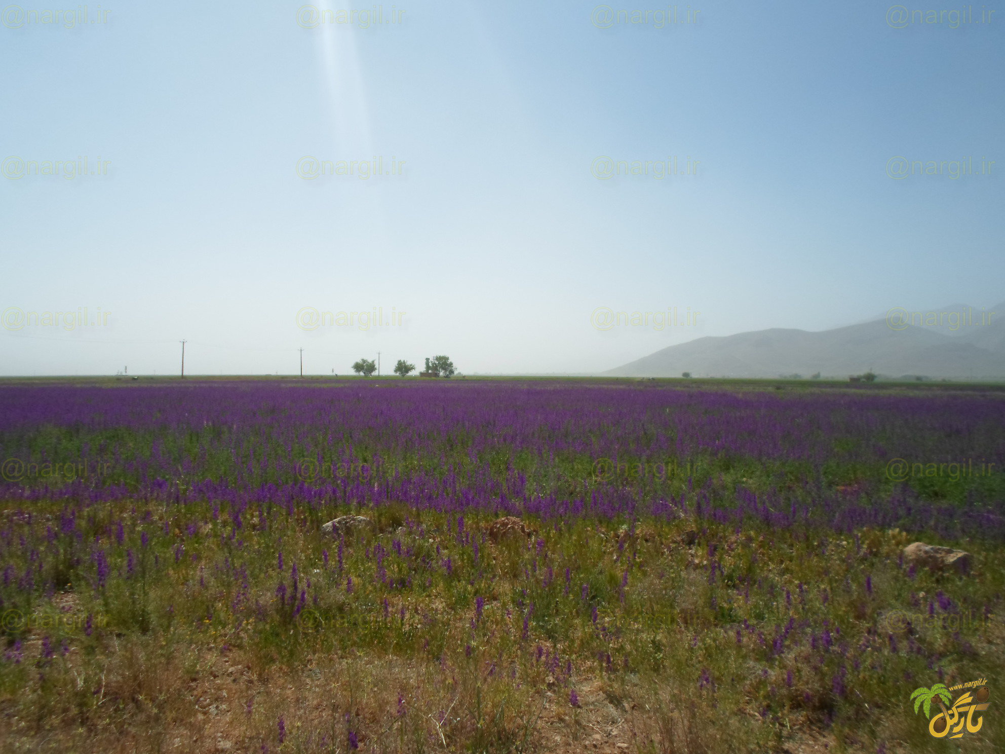 Consolida orientalis